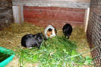 /album/nasi-pacienti/kopie-p1090316-jpg/